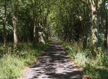 Vue de l'allée d'arbres au-dessus du tunnel. © Région Bourgogne-Franche-Comté, Inventaire du patrimoine