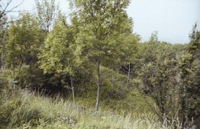 Vue d'ensemble d'alvéoles d'artillerie sur les dessus du fort. © Région Bourgogne-Franche-Comté, Inventaire du patrimoine