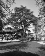 Parc de la Maison des Associations : le grand cèdre. © Région Bourgogne-Franche-Comté, Inventaire du patrimoine
