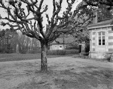 Partie nord : marronnier d'Inde près du pavillon de la méridienne. © Région Bourgogne-Franche-Comté, Inventaire du patrimoine