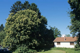 Partie nord : châtaignier près de l'ancien laboratoire d'essais de la chronométrie, vu du nord-est. © Région Bourgogne-Franche-Comté, Inventaire du patrimoine