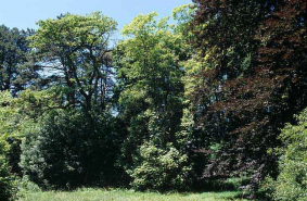 Partie sud : vue d'ensemble rapprochée du groupe d'arbres de l'angle nord-ouest associant hêtre pourpre, catalpa, Paulownia, épicéa, etc. © Région Bourgogne-Franche-Comté, Inventaire du patrimoine