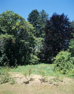 Partie sud : vue d'ensemble rapprochée du groupe d'arbres de l'angle nord-ouest associant hêtre pourpre, catalpa, Paulownia, épicéa, etc. © Région Bourgogne-Franche-Comté, Inventaire du patrimoine