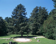 Partie sud : pin noir d'Autriche et cadran solaire. © Région Bourgogne-Franche-Comté, Inventaire du patrimoine