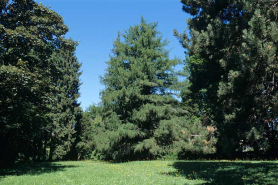 Partie sud : groupe des mélèzes d'Europe. © Région Bourgogne-Franche-Comté, Inventaire du patrimoine