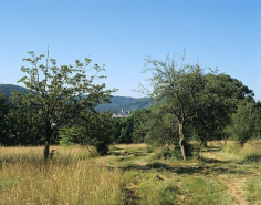 Partie sud : vue d'ensemble de la prairie, depuis le verger au sud de la maison du directeur. © Région Bourgogne-Franche-Comté, Inventaire du patrimoine