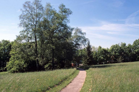 Partie sud : groupe de bouleaux près du chemin joignant le fond de la prairie et haie sud. © Région Bourgogne-Franche-Comté, Inventaire du patrimoine