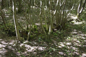 Camp militaire du bois des Balières : base de baraquement. © Région Bourgogne-Franche-Comté, Inventaire du patrimoine