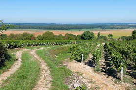 Paysage de vigne situé à l'ouest de la ville haute © Région Bourgogne-Franche-Comté, Inventaire du patrimoine