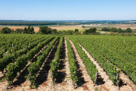 Parcelle de vigne © Région Bourgogne-Franche-Comté, Inventaire du patrimoine