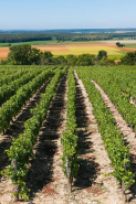Le vignoble © Région Bourgogne-Franche-Comté, Inventaire du patrimoine