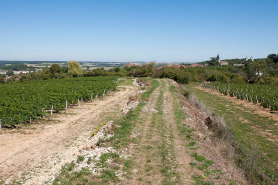 Vignes, ouest de la ville © Région Bourgogne-Franche-Comté, Inventaire du patrimoine