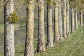 Alignement d'arbres le long du bief de dérivation. © Région Bourgogne-Franche-Comté, Inventaire du patrimoine