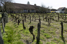 Vigne au coeur du vilage. © Région Bourgogne-Franche-Comté, Inventaire du patrimoine