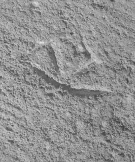 Ancienne salle Notre-Dame : signe lapidaire (encadrement de fenêtre, intérieur). © Région Bourgogne-Franche-Comté, Inventaire du patrimoine