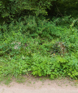 VUe de la borne, sous la végétation. © Région Bourgogne-Franche-Comté, Inventaire du patrimoine