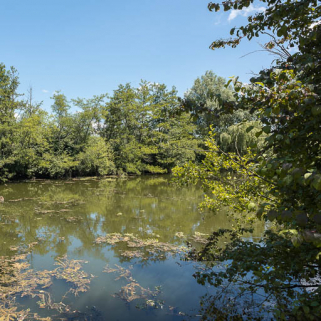 La digue, dissimulée par les arbres. © Région Bourgogne-Franche-Comté, Inventaire du patrimoine