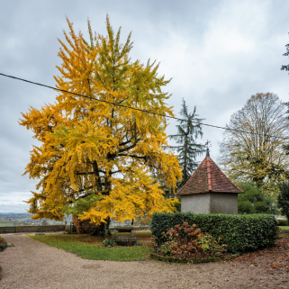 arbre isolé © Région Bourgogne-Franche-Comté, Inventaire du patrimoine