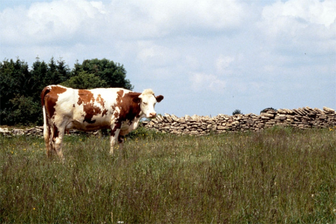 Vache montbéliarde devant un muret de pierres sèches. © Région Bourgogne-Franche-Comté, Inventaire du patrimoine