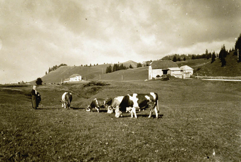 Troupeau de vaches avec la fromagerie des Mouilles en arrière-plan. © Région Bourgogne-Franche-Comté, Inventaire du patrimoine