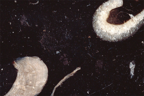 Echantillon de marbre de Miéry. © Région Bourgogne-Franche-Comté, Inventaire du patrimoine