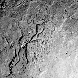 Traces de boucharde et signe lapidaire sur le parement calciné de la pile VIIS. © Région Bourgogne-Franche-Comté, Inventaire du patrimoine