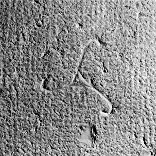 Traces de boucharde et signe lapidaire dans la cinquième travée de la coursière du collatéral nord. © Région Bourgogne-Franche-Comté, Inventaire du patrimoine