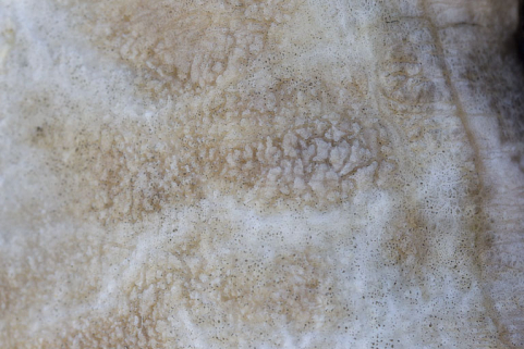 20137000147NUC2A © Région Bourgogne-Franche-Comté, Inventaire du patrimoine 20137000147NUC2A © Région Bourgogne-Franche-Comté, Inventaire du patrimoine