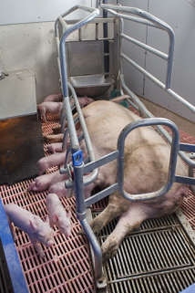 Dans la porcherie. © Région Bourgogne-Franche-Comté, Inventaire du patrimoine