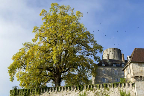 Vue générale avec le tulipier de Virginie. © Région Bourgogne-Franche-Comté, Inventaire du patrimoine