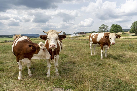 Vue d'ensemble éloignée, avec vaches au premier plan. © Région Bourgogne-Franche-Comté, Inventaire du patrimoine Vue d'ensemble éloignée, avec vaches au premier plan. © Région Bourgogne-Franche-Comté, Inventaire du patrimoine