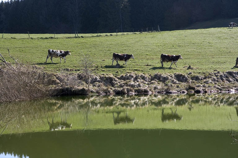 Réservoir : berge orientale et vaches. © Région Bourgogne-Franche-Comté, Inventaire du patrimoine