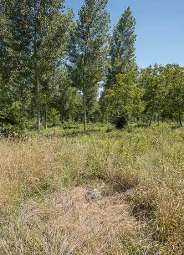Vue de la borne, dissimulée par les herbes. © Région Bourgogne-Franche-Comté, Inventaire du patrimoine