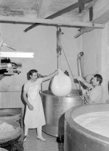 Fabrication du comté : sortie du caillé hors de la cuve. © Région Bourgogne-Franche-Comté, Inventaire du patrimoine