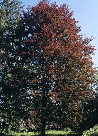 Partie sud : hêtre pourpre. © Région Bourgogne-Franche-Comté, Inventaire du patrimoine