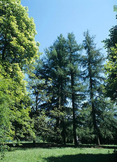 Partie sud : groupe de mélèzes d'Europe, entre la maison du directeur et le cadran solaire. © Région Bourgogne-Franche-Comté, Inventaire du patrimoine