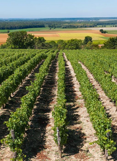 Le vignoble © Région Bourgogne-Franche-Comté, Inventaire du patrimoine Le vignoble © Région Bourgogne-Franche-Comté, Inventaire du patrimoine