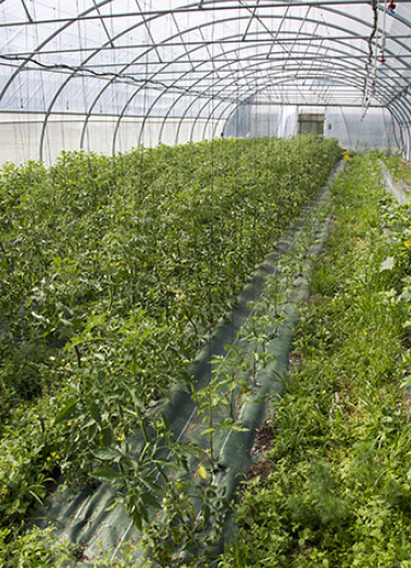 Vue intérieure de serre. © Région Bourgogne-Franche-Comté, Inventaire du patrimoine