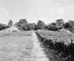 Vue d'ensemble de la cabane et des murgers : la cabane est située dans l'axe de la prise de vue. © Région Bourgogne-Franche-Comté, Inventaire du patrimoine