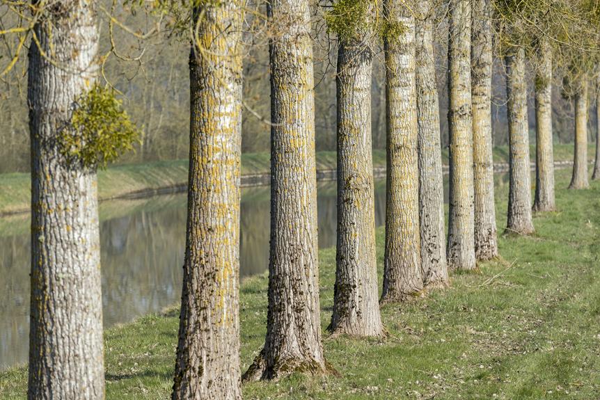 Colonnade végétale en bordure du canal de Saône (70) © phot. S. Dourlot / Région Bourgogne-Franche-Comté, Inventaire du patrimoine, 2016
