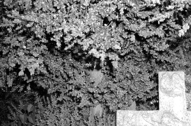 Détail. © Bernard Lardière / Région Bourgogne-Franche-Comté, Inventaire du patrimoine - 1981