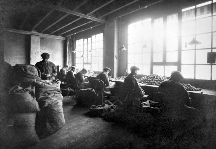 Triage des têtes, en 1926. © Jérôme  Mongreville (reproduction) / Région Bourgogne-Franche-Comté, Inventaire du patrimoine - 1992