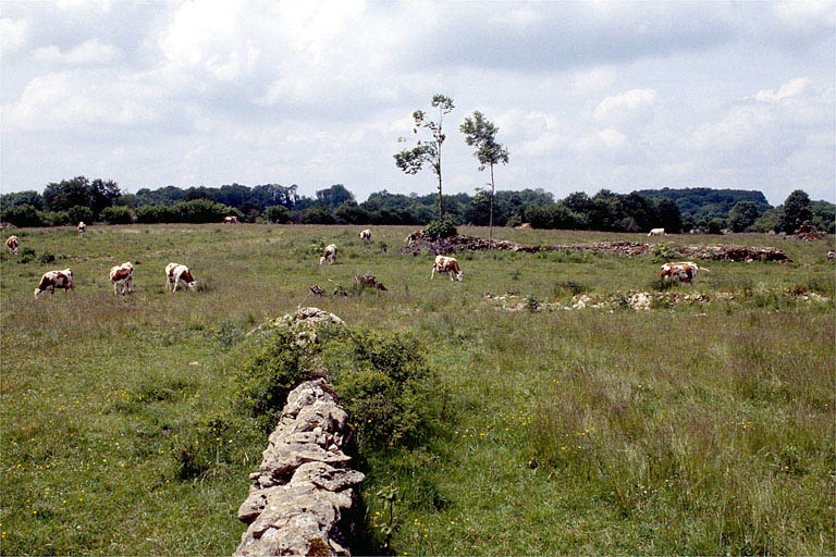 Prairie délimitée par des murets de pierres sèches et troupeau de vaches montbéliardes. © Jérôme Mongreville / Région Bourgogne-Franche-Comté, Inventaire du patrimoine - 1995