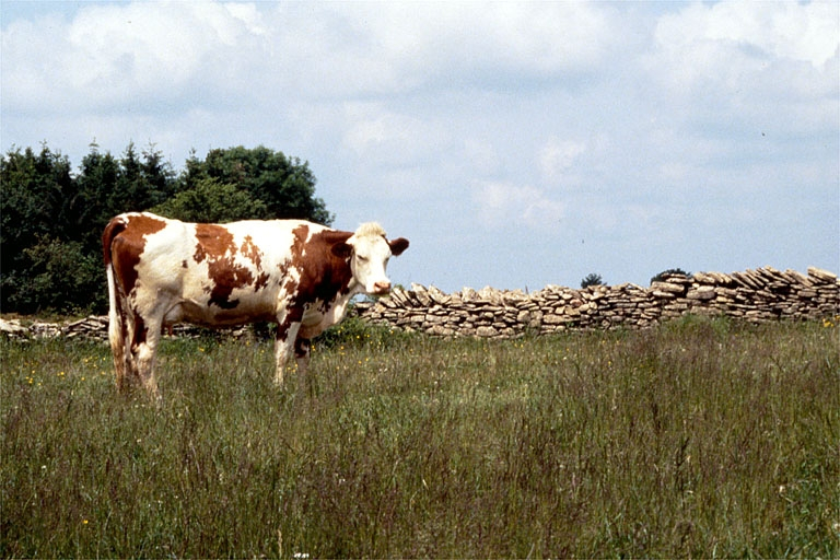 Vache montbéliarde devant un muret de pierres sèches. © Jérôme Mongreville / Région Bourgogne-Franche-Comté, Inventaire du patrimoine - 1995