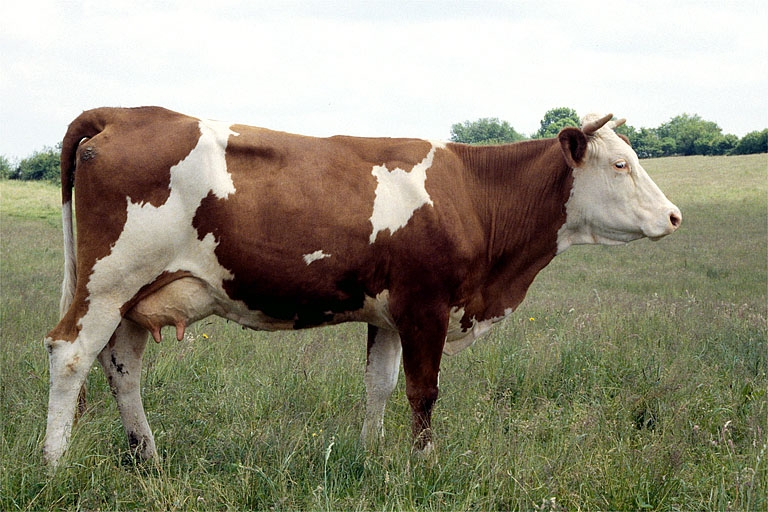 Vache montbéliarde. © Jérôme Mongreville / Région Bourgogne-Franche-Comté, Inventaire du patrimoine - 1995