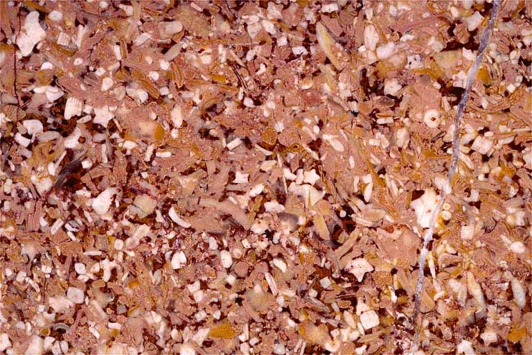 Echantillon de marbre de Montagna-le-Reconduit, actuellement dit marbre de Balanod. © Yves Sancey / Région Bourgogne-Franche-Comté, Inventaire du patrimoine - 1997