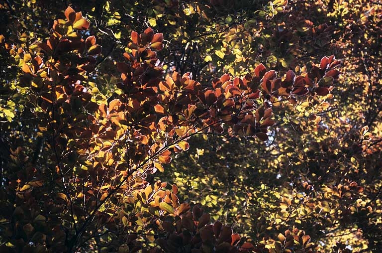 Partie sud : feuillage du hêtre pourpre. © Jérôme Mongreville / Région Bourgogne-Franche-Comté, Inventaire du patrimoine - 2005