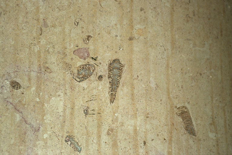 Colonne monolithe : nérinée. Pierre de Damparis (Jura). © Laurent Poupard / Région Bourgogne-Franche-Comté, Inventaire du patrimoine - 2005