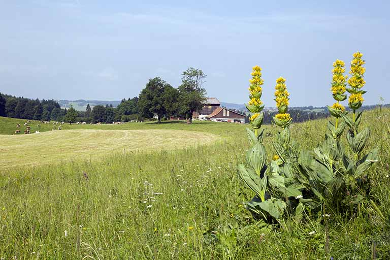 Vue d'ensemble, depuis l'est. © Yves Sancey / Région Bourgogne-Franche-Comté, Inventaire du patrimoine - 2013