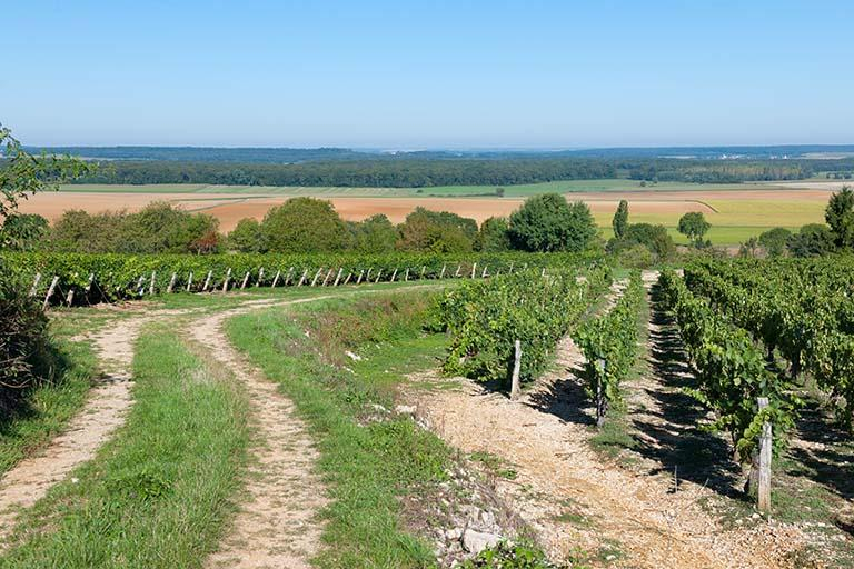 Paysage de vigne situé à l'ouest de la ville haute © Jérôme Mongreville / Région Bourgogne-Franche-Comté, Inventaire du patrimoine - 2013 Paysage de vigne situé à l'ouest de la ville haute © Jérôme Mongreville / Région Bourgogne-Franche-Comté, Inventaire du patrimoine - 2013